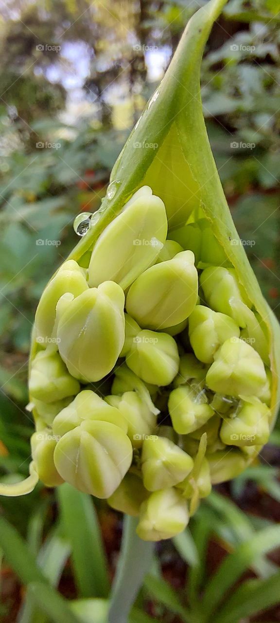 Blossoming Hope: Ahapanthus Buds on the Verge of Unveiling Beauty