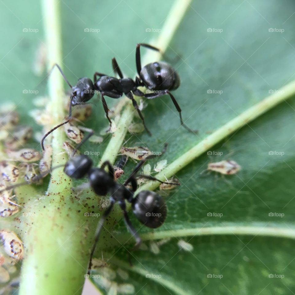 Ants and aphids on leaf