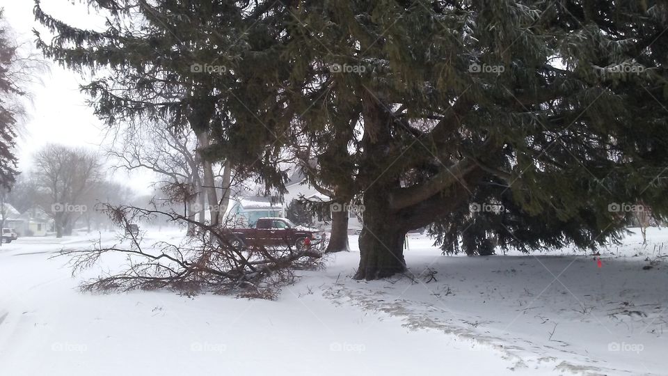 Winter, Snow, Tree, Cold, Frozen