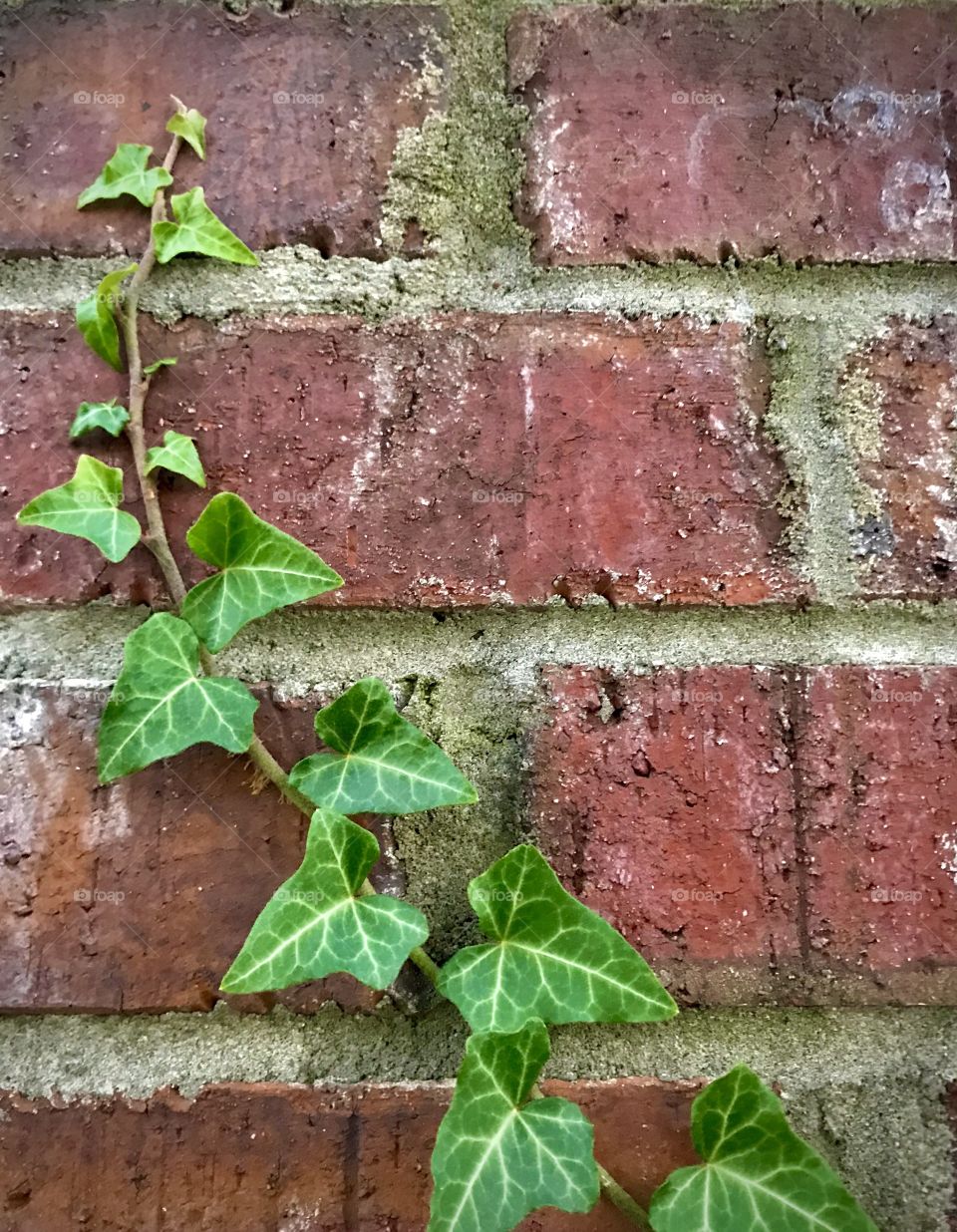 Ivy vine growing up a brick wall