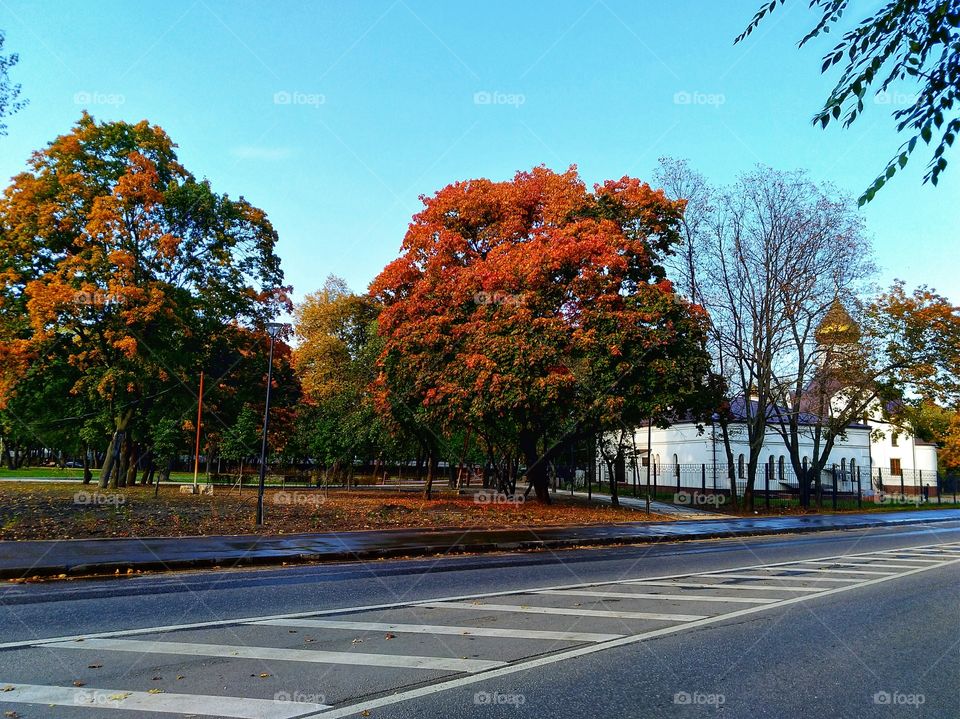 The trees dressed in bright outfits