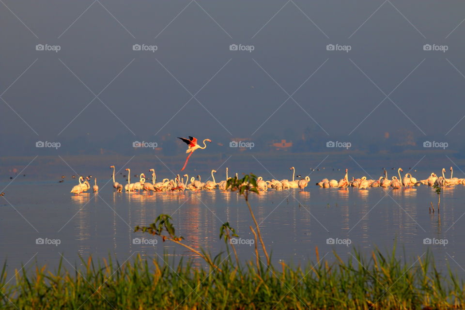 group of flamingos floating on the lake during golden hour and one flamingo flying over the water