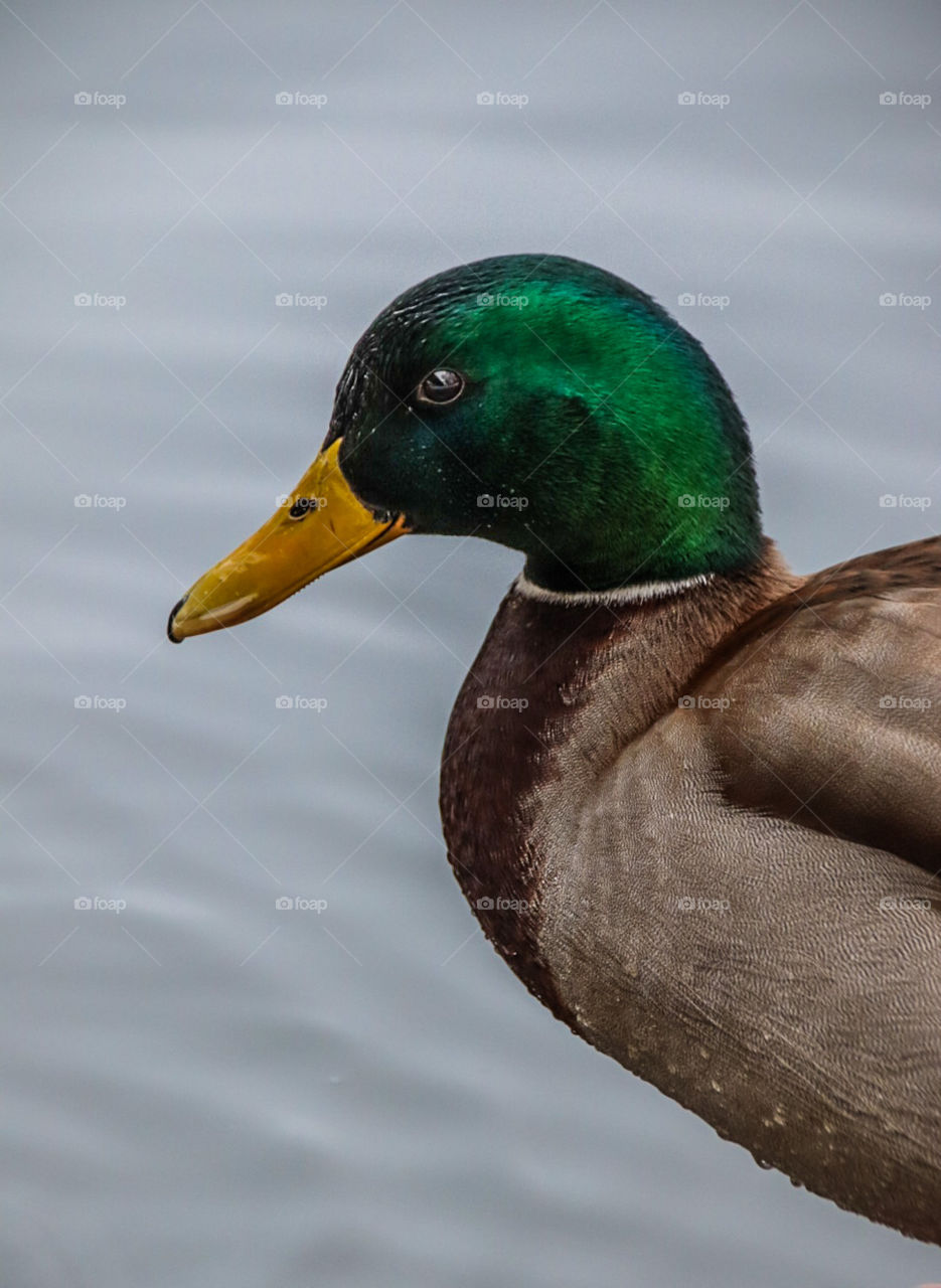 a very friendly duck who wanted to be photographed