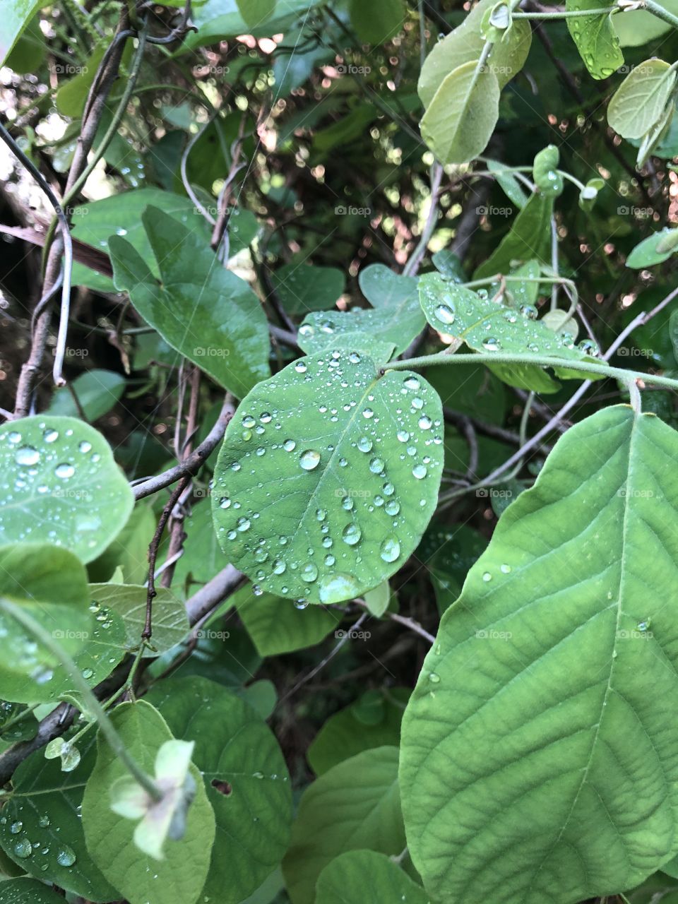 Leaves