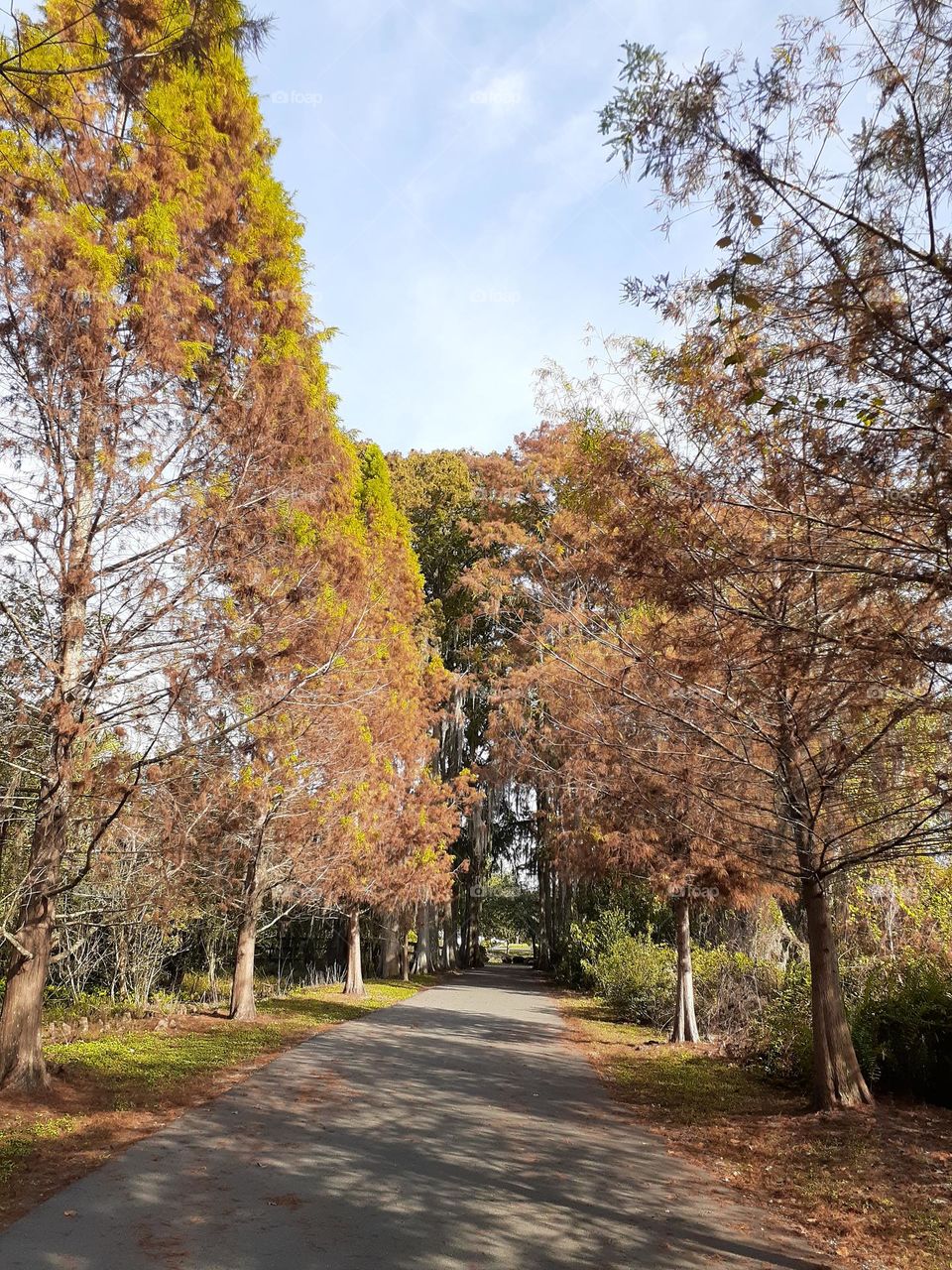 A beautiful shaded tree lined trailway at Secret Lake Park in Castleberry, Florida.