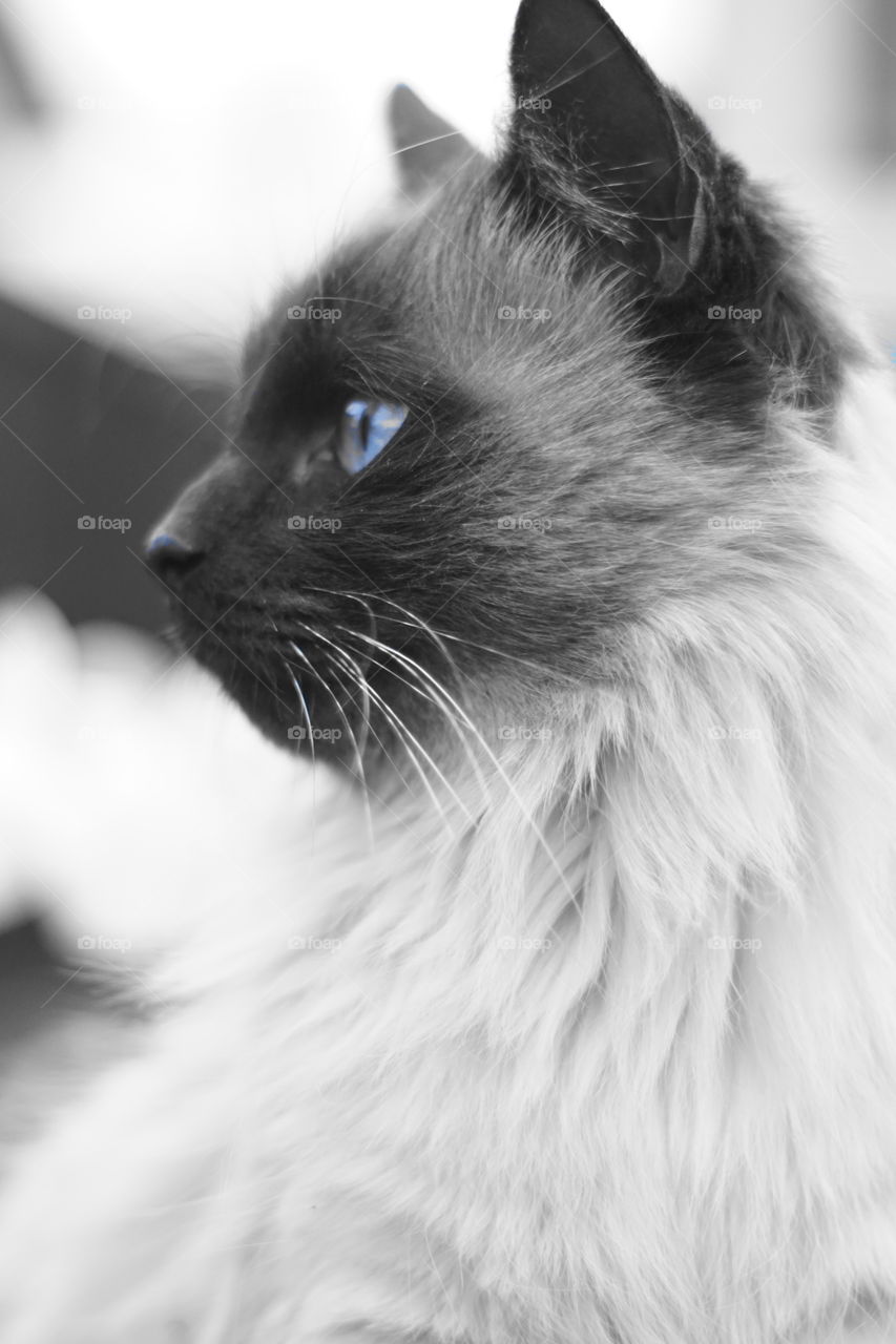 Blue eyes kitty