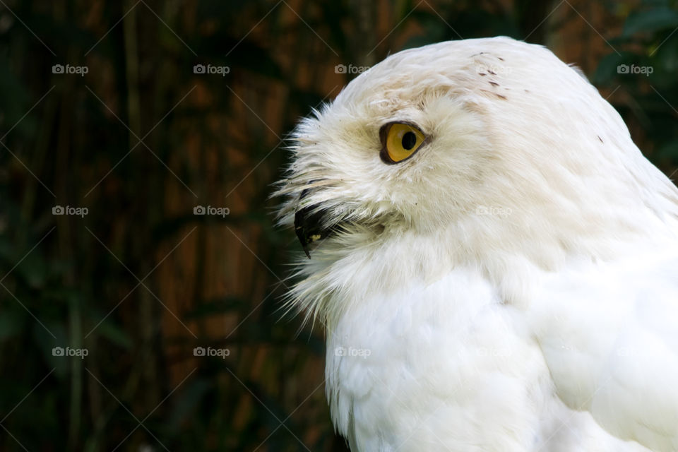 White snowy owl from the side - vit fjälluggla från sidan