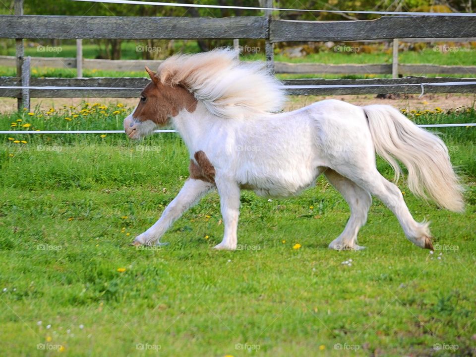 Pony running
