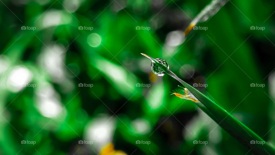 Dew at the end of the grass