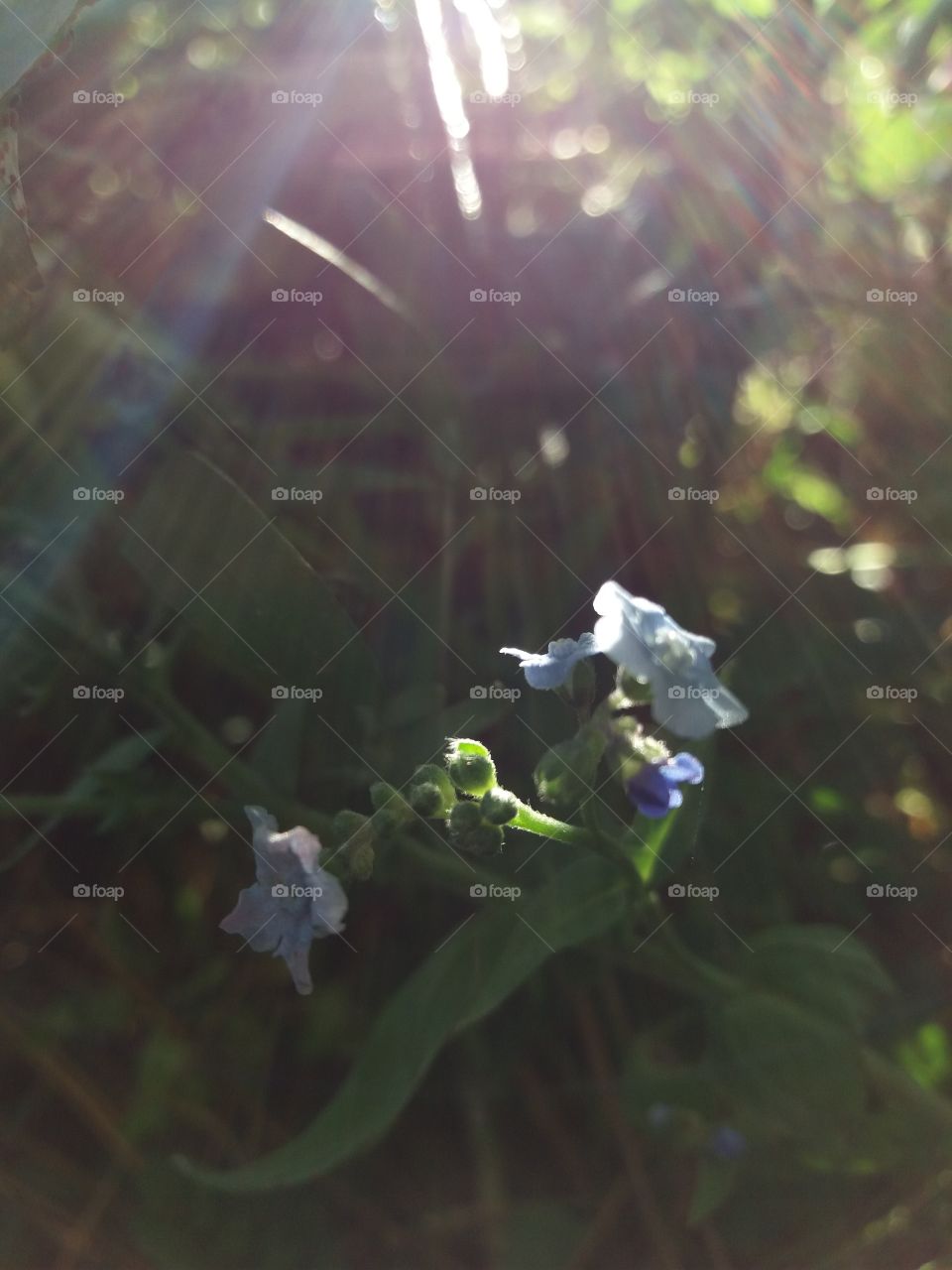 tiny flowers in sunbeam