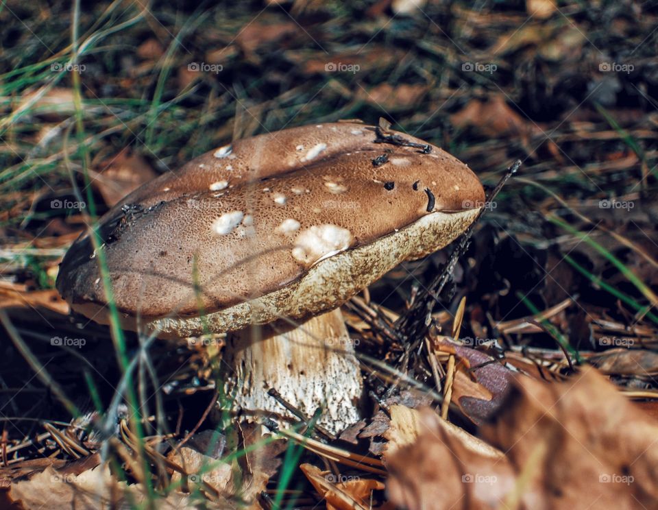 mushroom
