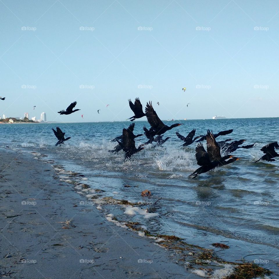 Birds in flight