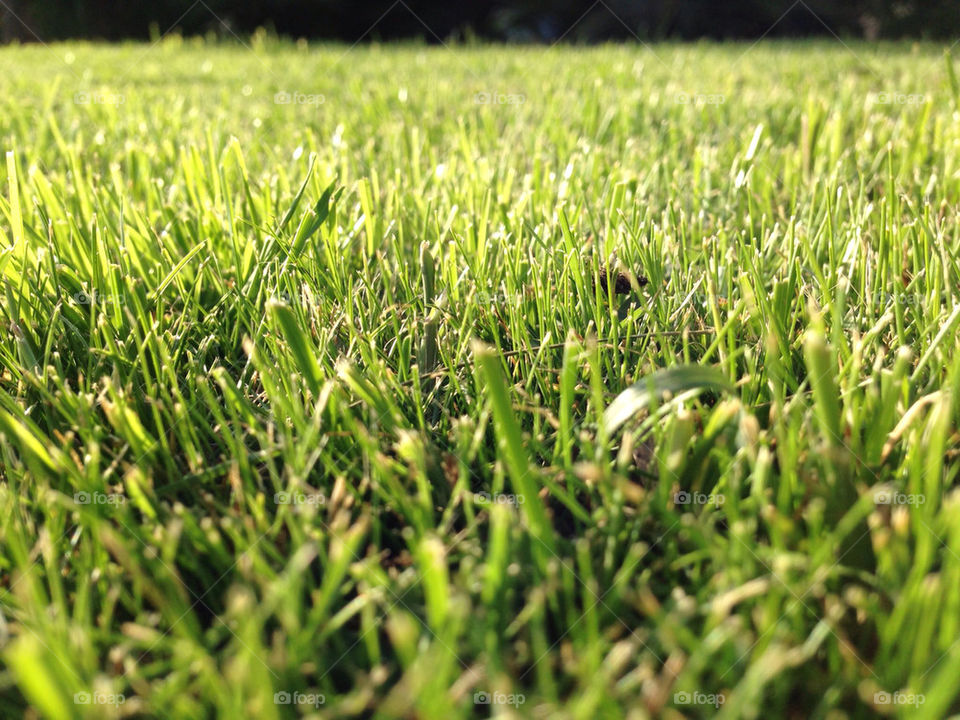 Fresh cut moued green grass