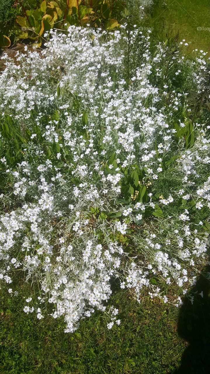 white flowers