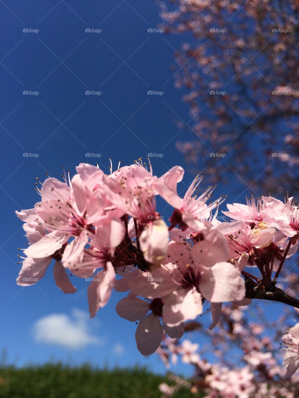 Pink Blossom