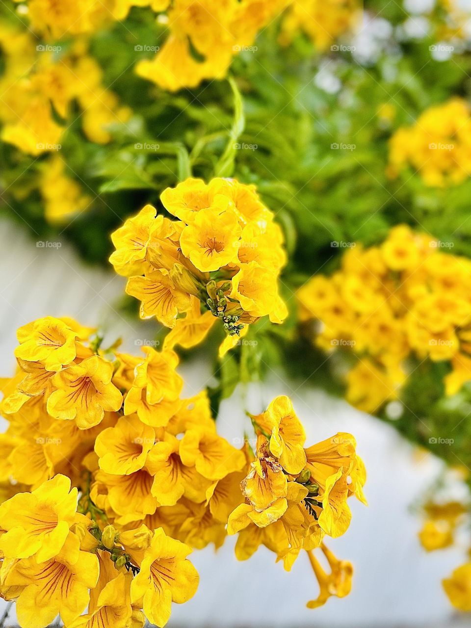 Yellow Flowers