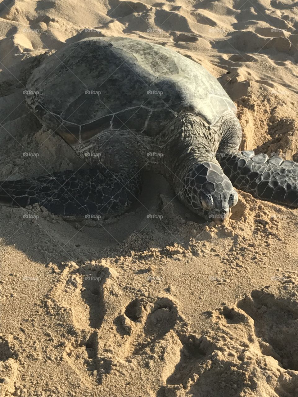 Large Adult Turtle on beach in Maui