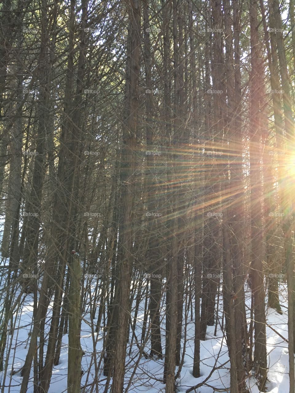 Wood, Winter, Tree, Snow, Nature