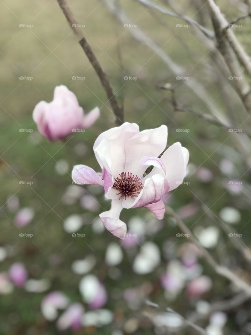 Spring has sprung in north Florida 