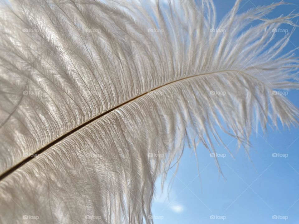 Feather