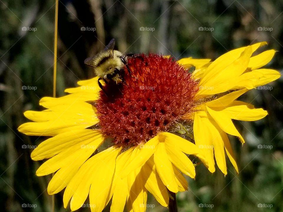 Happy Sunflowers