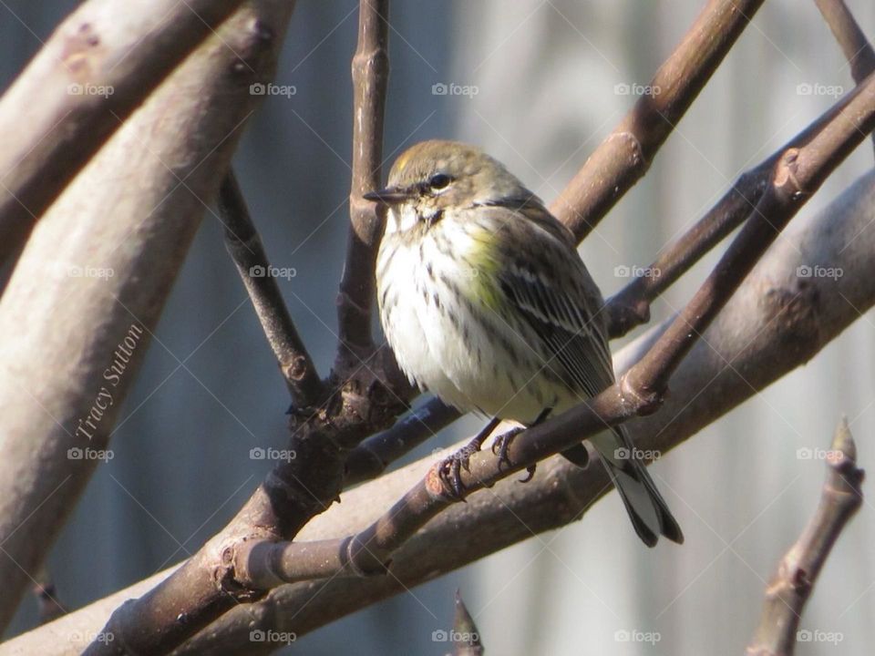 Yellow Rumped Warbler