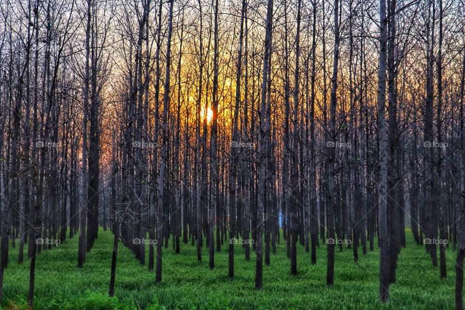 asymmetrical forest plantation and sunset