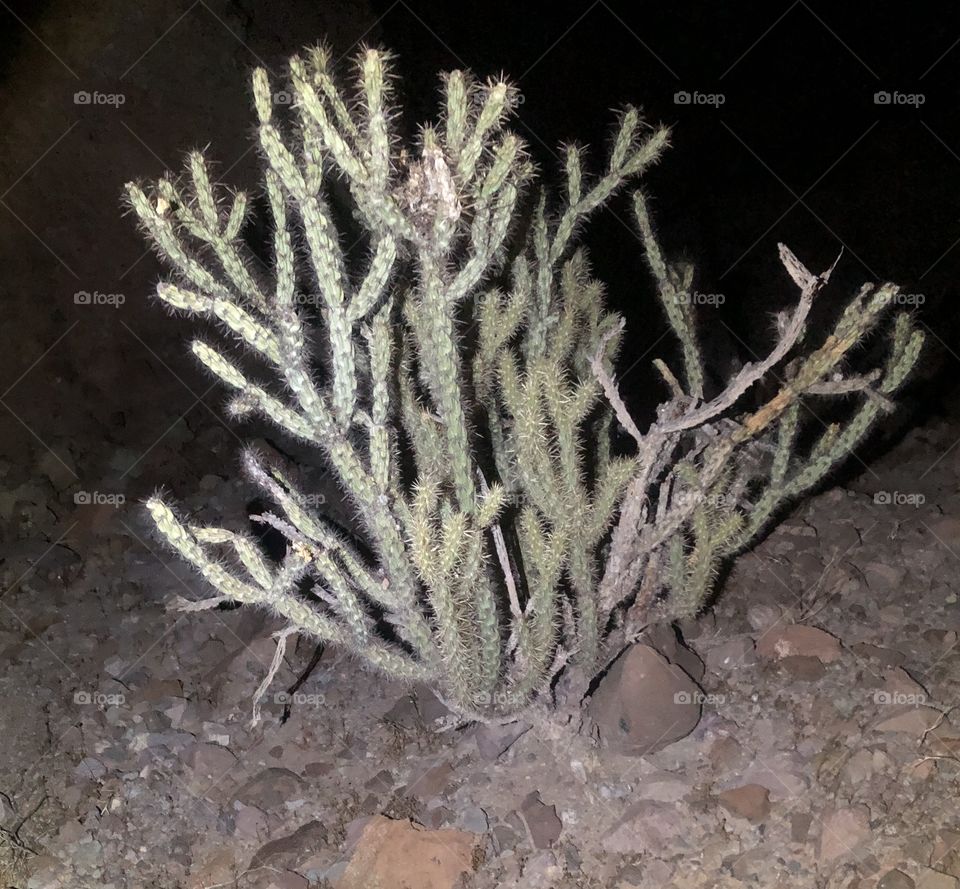 Cholla Cactus 