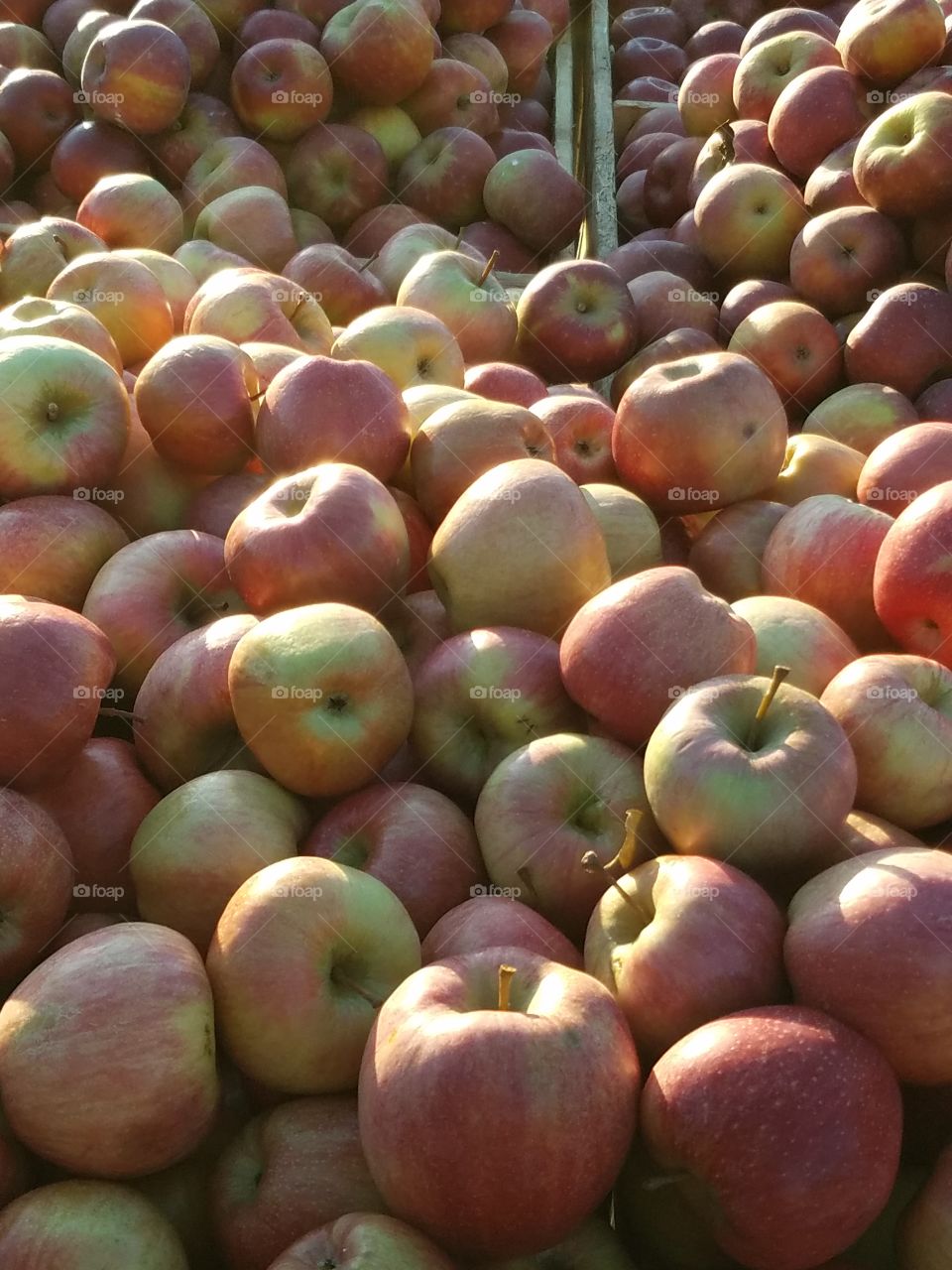 Apples in sunshine