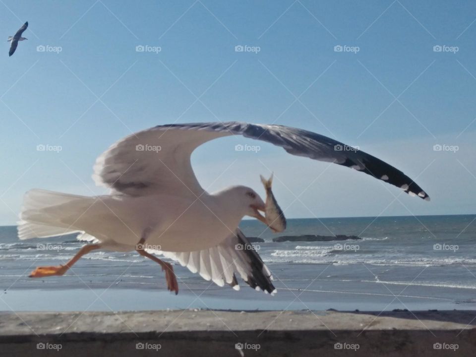 seagull holds fish in his beak.
