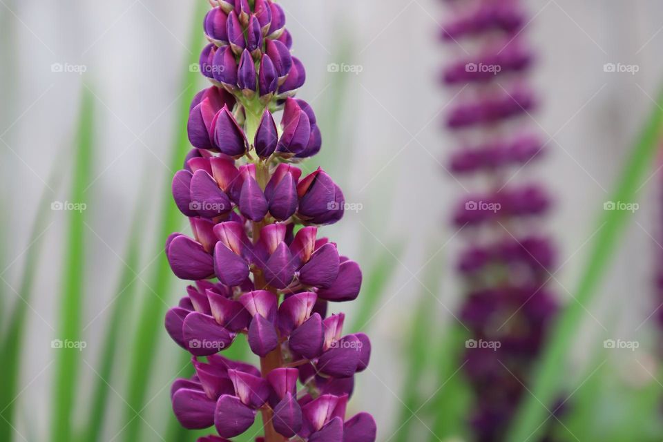 Purple flowers 