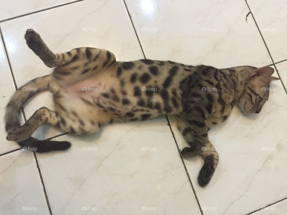 Muezza, Bengal Cat