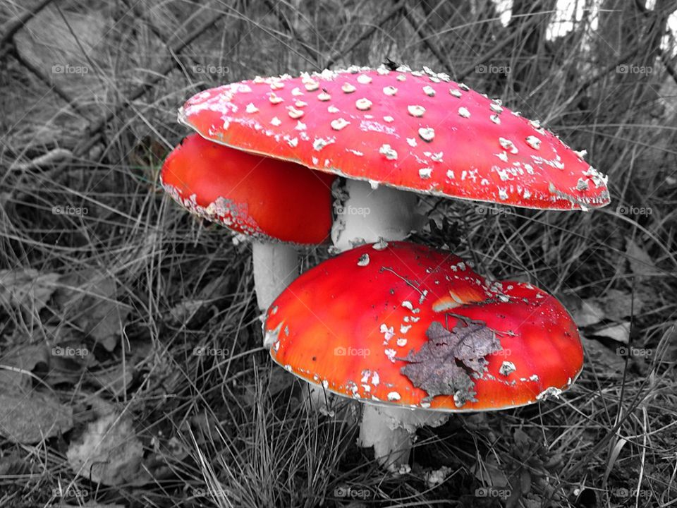 Poisonous red toadstool