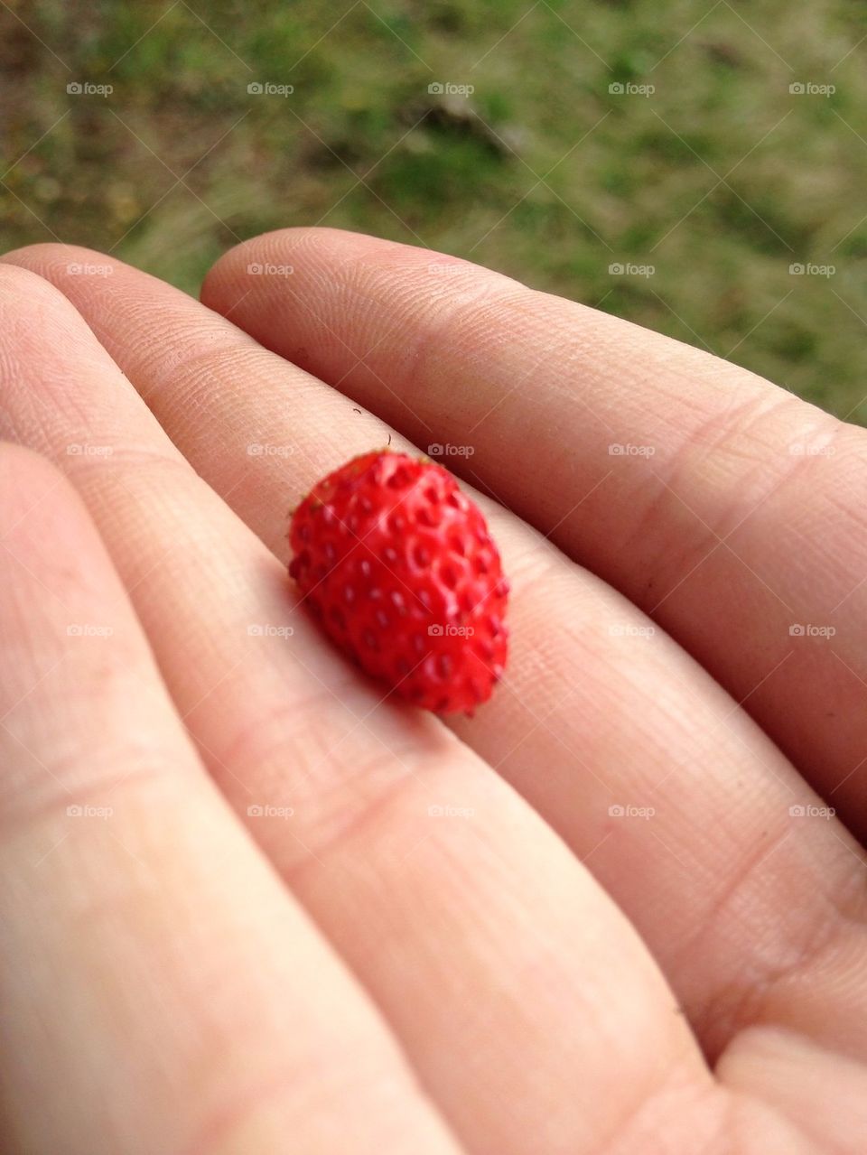Forrest strawberry