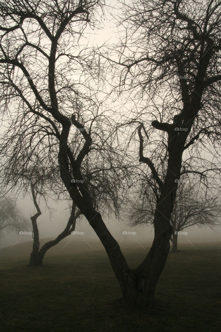 Tree silhouettes on a foggy day