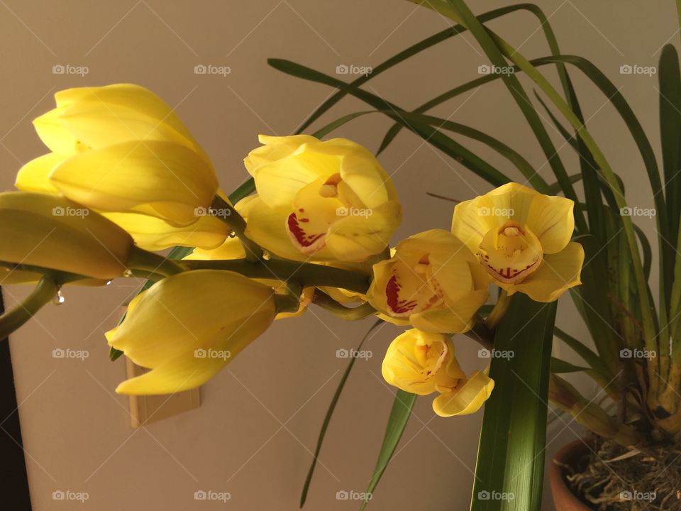 Orchid Cymbidium 