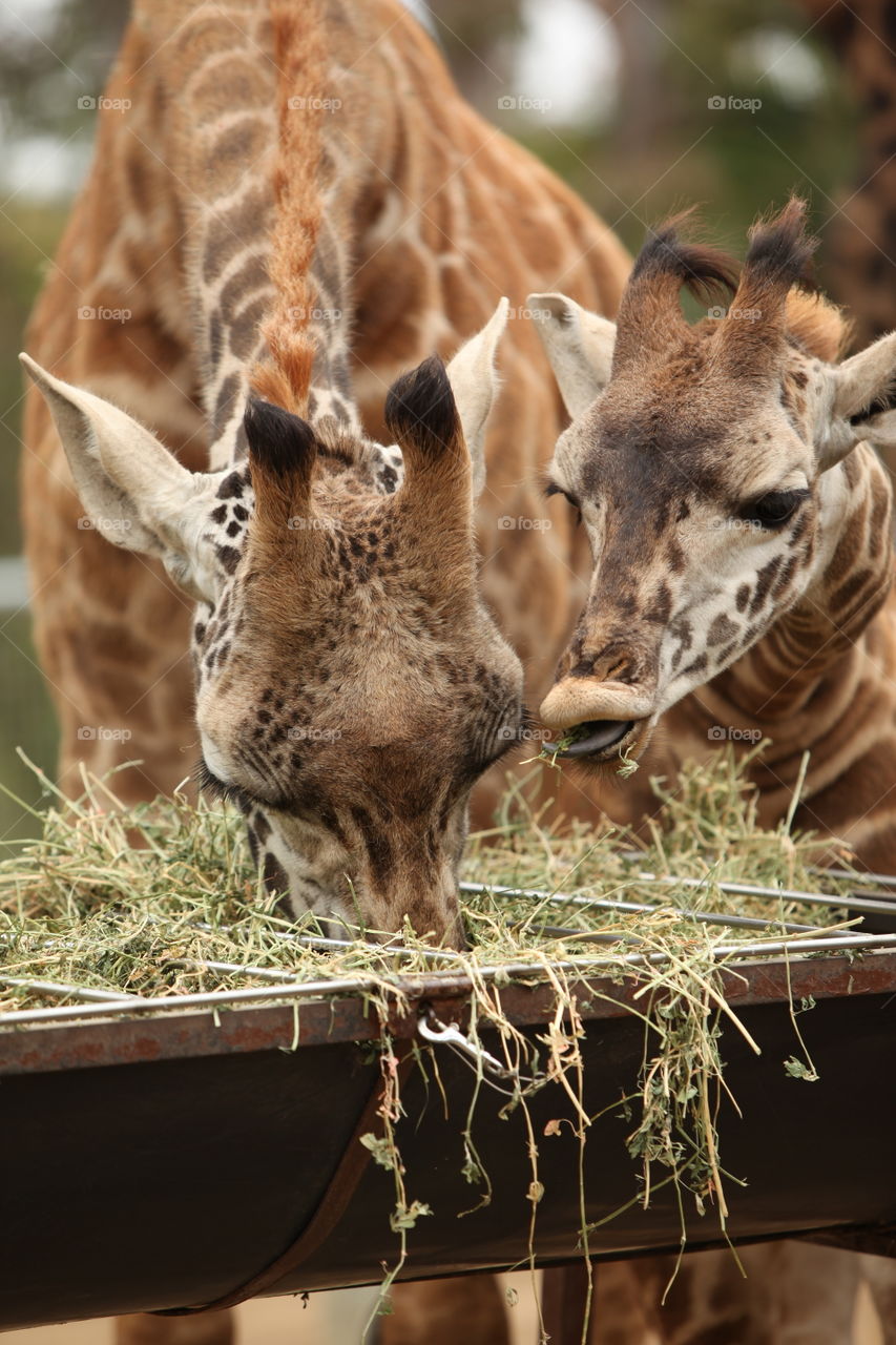 Giraffe Baby