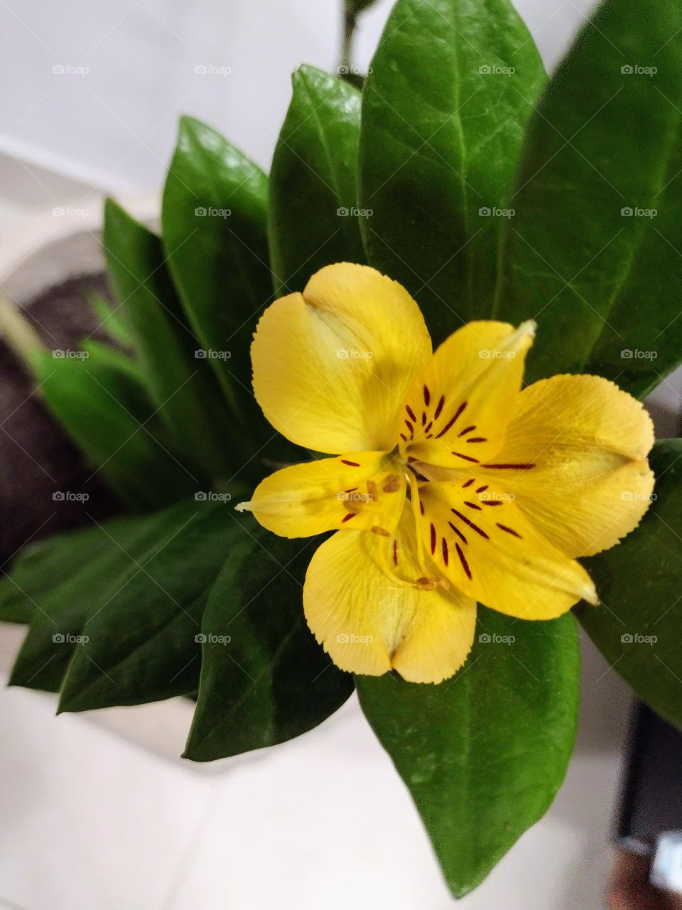 Ahhhhh as flores... Suas cores e fragrâncias... Suas identidades.