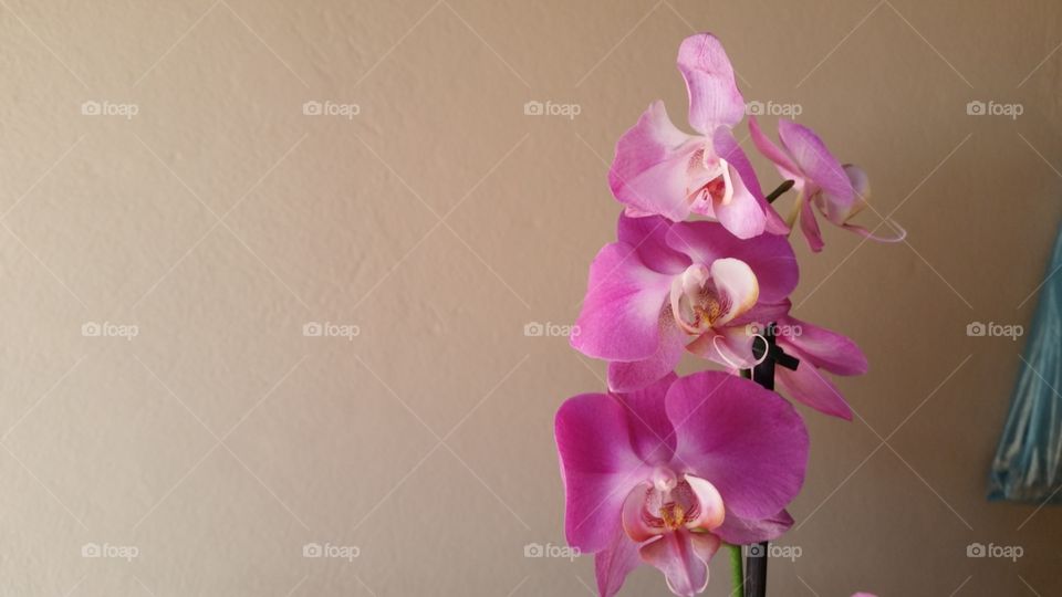 orchids