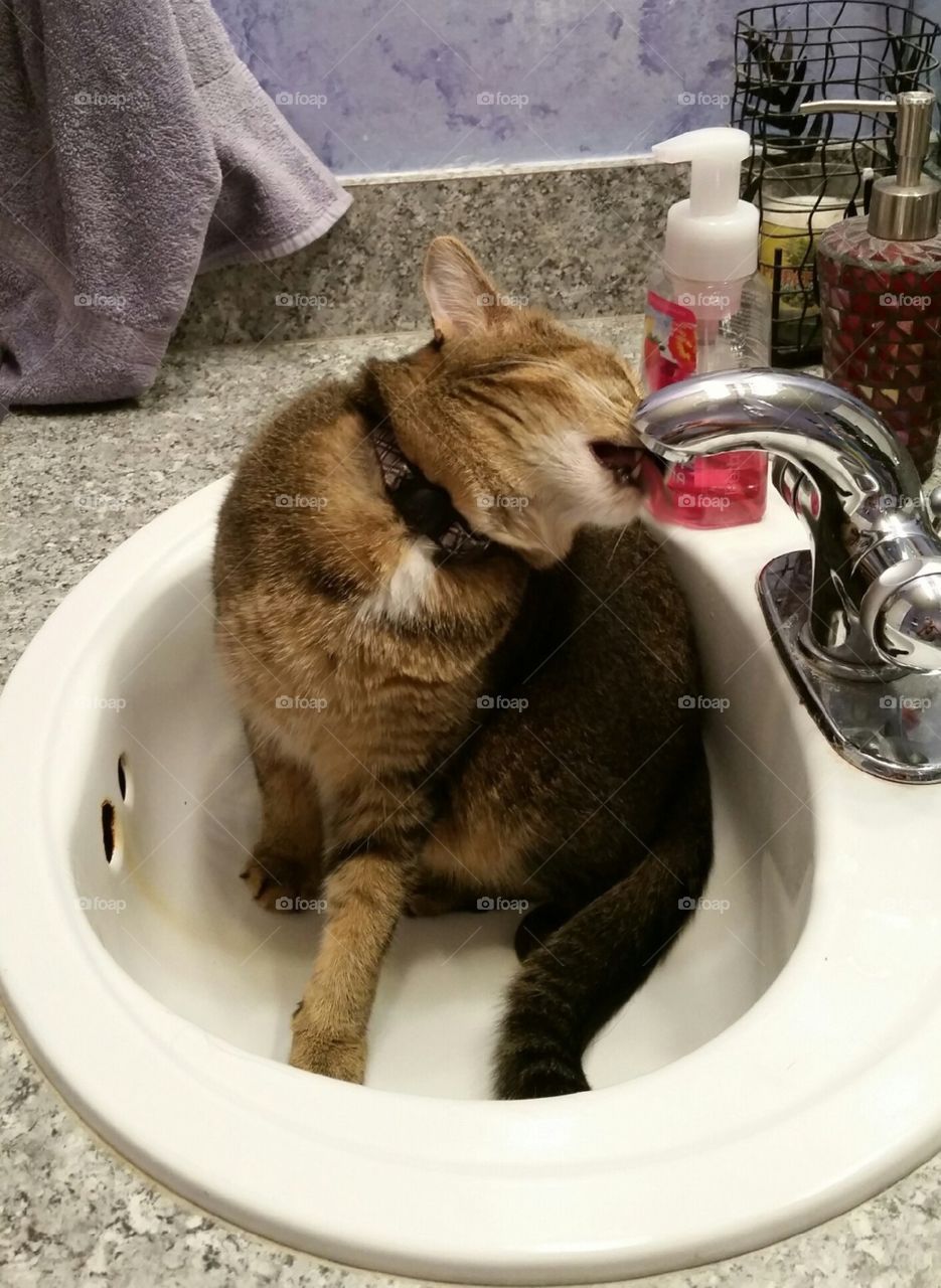 Kitty fountain . Friend's cat loves fresh water from the faucet 