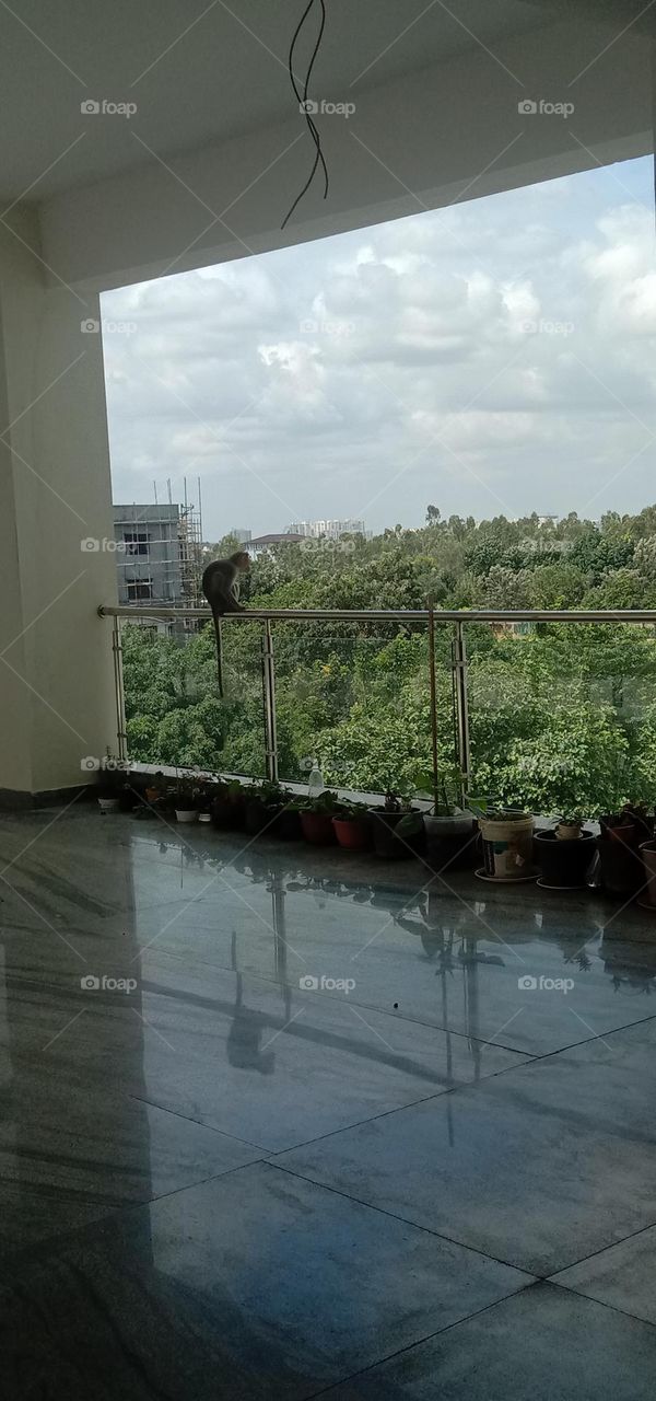 Regular visitor at Hostel.🐒❤️