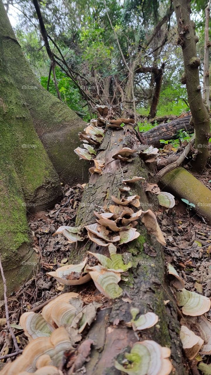 on the forest floor.