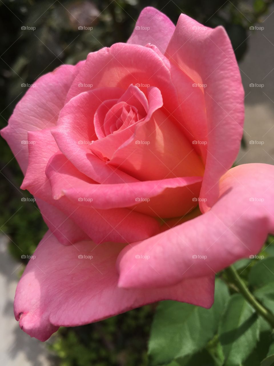Pink summer rose 