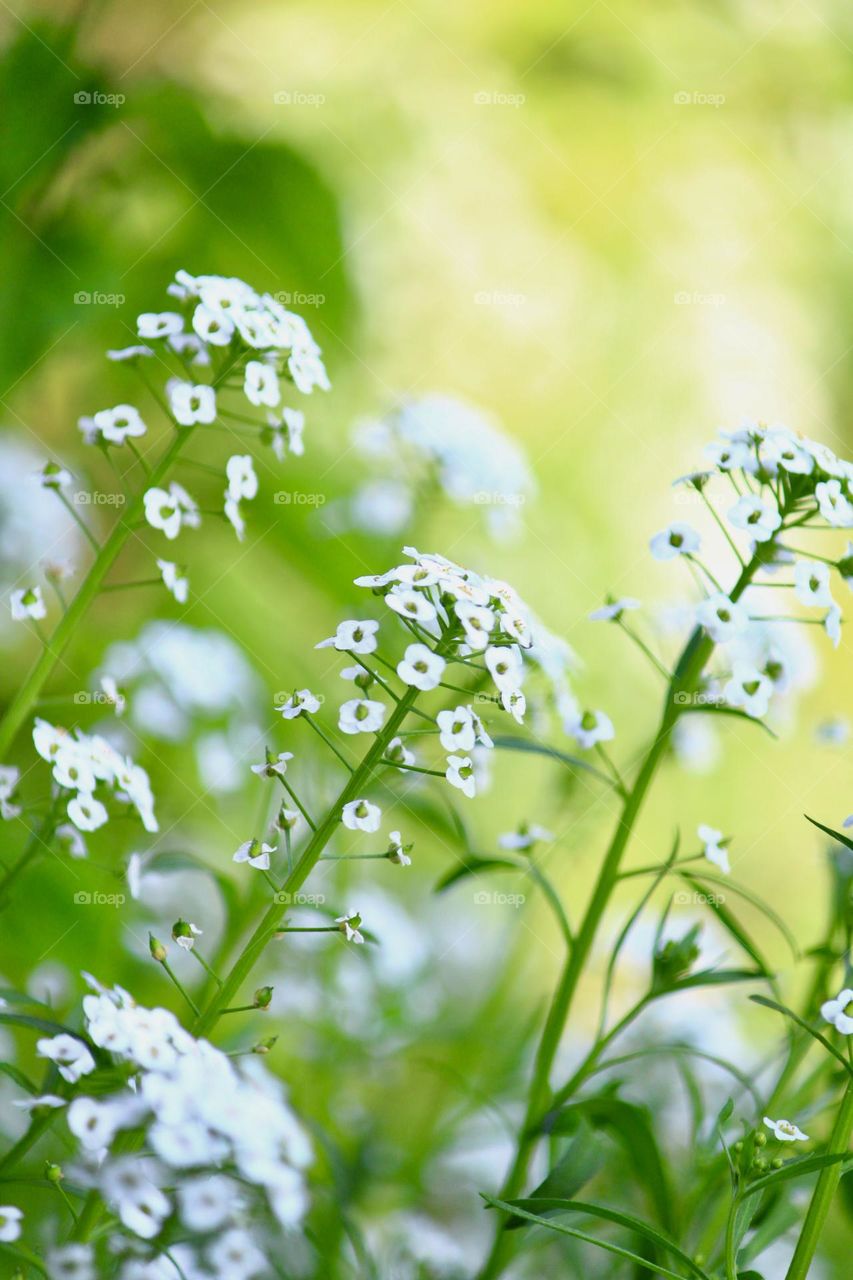 Tiny flowers 