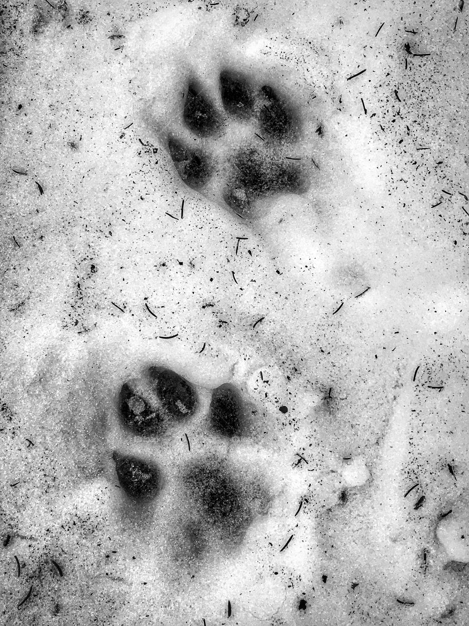 Close-up of dog footprints