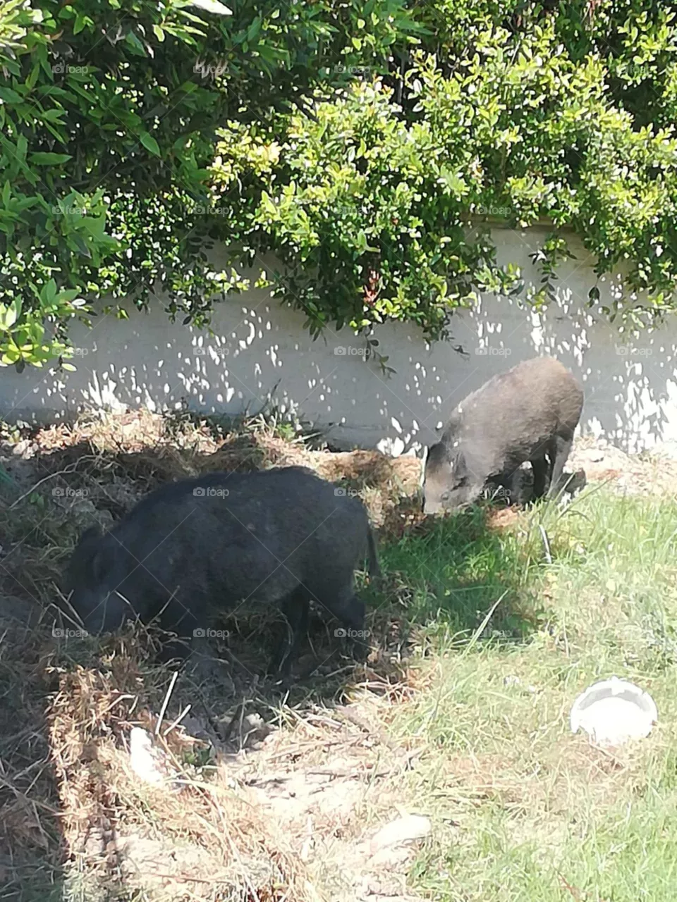 I saw this two yesterday 