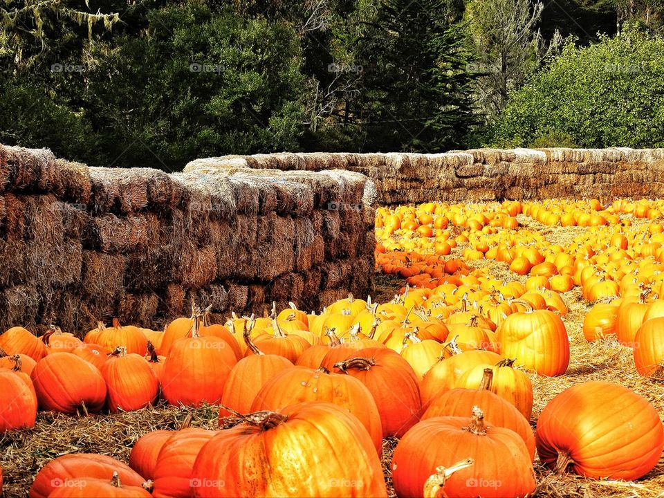 Countryside Halloween pumpkin patch