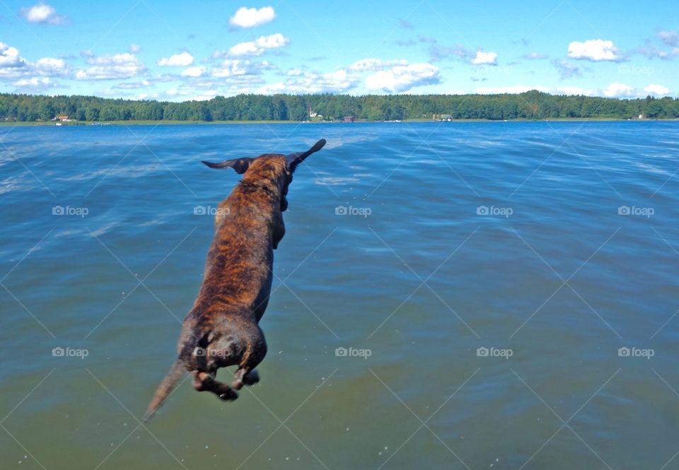 Dolly the brindle dachshund loves to fly over the ocean