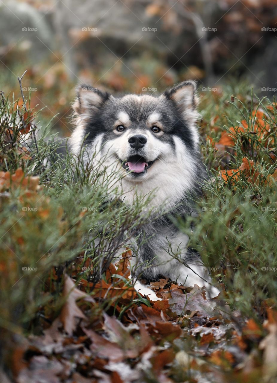 Portrait of a young Finnish Lapphund dog in nature 