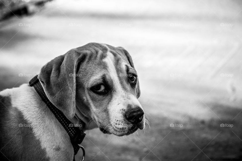 puppy looking at at the camera